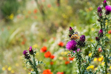 Wild thristle flowers with butterfly