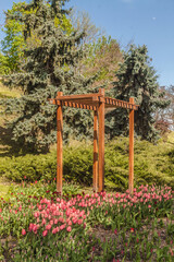 Blooming pink tulips against the background of spruce and juniper