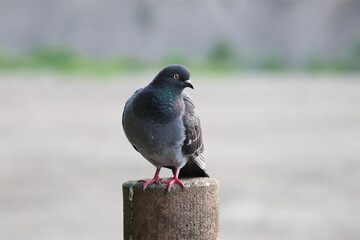 pigeon sitting on the stone