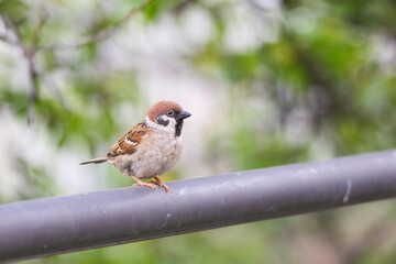 sparrow on the fence