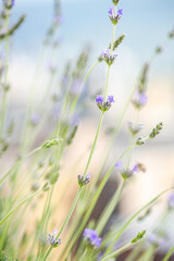 Blooming laverden flowers