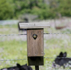 A Tree Swallow in its bird box on a farm