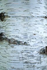 Background of birch bark. Black and white striped natural birch texture.