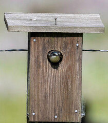 A Tree Swallow in its bird box on a farm
