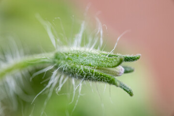 Bright green unopened flower of tomato