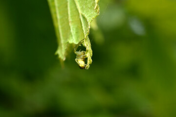Flower spider sits on a leaf side view.