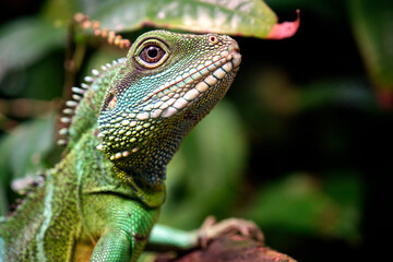 Grüne Wasseragame ( Physignathus cocincinus ).