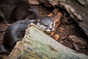 Zwergotter ( Aonyx cinerea ).