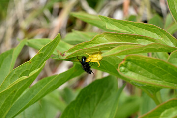 Fototapeta premium The flower spider caught a fly.