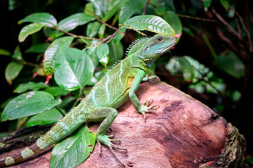 Grüne Wasseragame ( Physignathus cocincinus ).