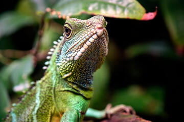 Grüne Wasseragame ( Physignathus cocincinus ).