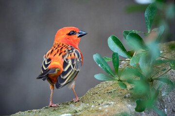 Madagaskarweber ( Foudia madagascariensis ).