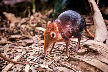 Rotschulter-Rüsselhündchen ( Rhynchocyon petersi ).