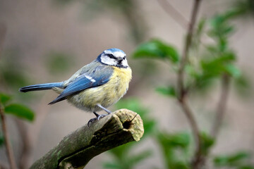 Blaumeise ( Cyanistes caeruleus ).