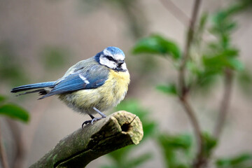 Blaumeise ( Cyanistes caeruleus ).