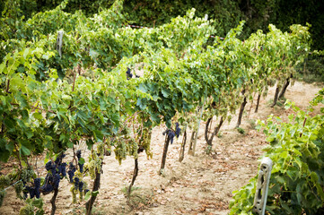 Fototapeta na wymiar A small vineyard and grapes in Tuscany