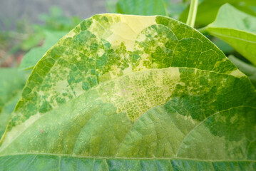 Effect of spider mites on leaf of bean plant, Pansy plant overrun by tiny spider mites Tetranychus...