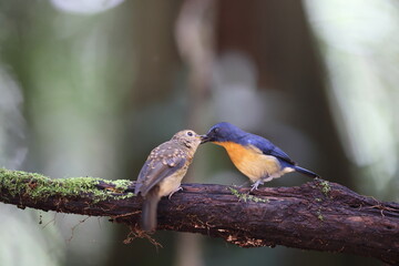 Bornean Blue Flycatcher (Cyornis superbus) in Sabah, Borneo, Malaysia