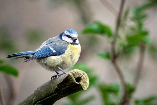 Blaumeise ( Cyanistes caeruleus ).
