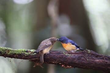 Bornean Blue Flycatcher (Cyornis superbus) in Sabah, Borneo, Malaysia