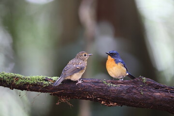 Bornean Blue Flycatcher (Cyornis superbus) in Sabah, Borneo, Malaysia
