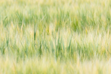 収穫近い初夏の小麦畑