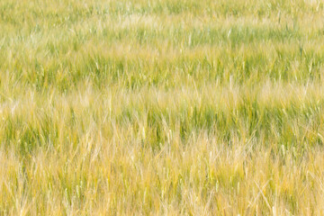 収穫近い初夏の小麦畑