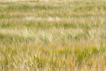 収穫近い初夏の小麦畑