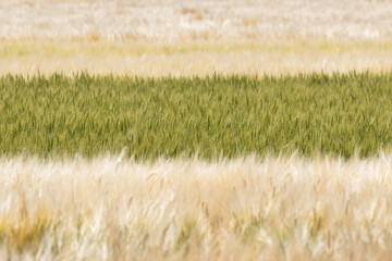 収穫近い初夏の小麦畑