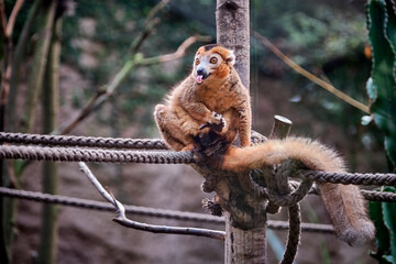 Kronenmaki ( Eulemur coronatus ).