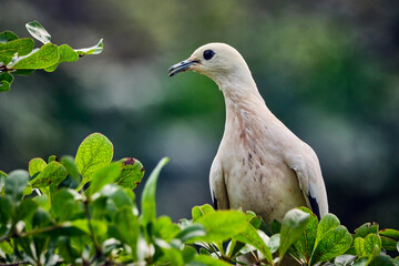 Zweifarben-Fruchttaube ( Ducula bicolor ).