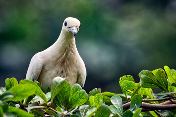 Zweifarben-Fruchttaube ( Ducula bicolor ).