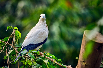 Zweifarben-Fruchttaube ( Ducula bicolor ).