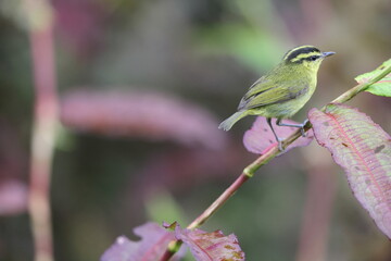 Mountain Leaf Warbler (Phylloscopus trivirgatus kinabaluensis)  in Sabah, North Borneo 
