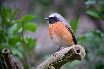 Gartenrotschwanz ( Phoenicurus phoenicurus ).