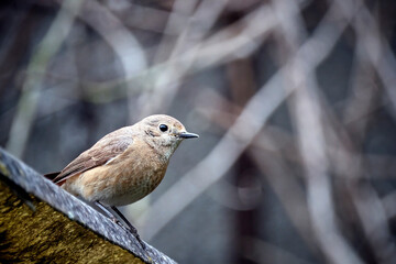 Gartenrotschwanz ( Phoenicurus phoenicurus )- Weibchen.