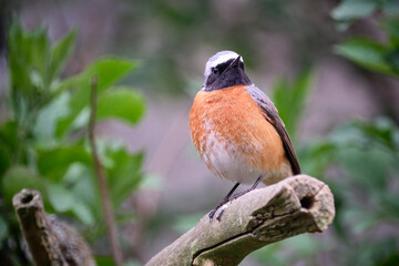 Gartenrotschwanz ( Phoenicurus phoenicurus ).