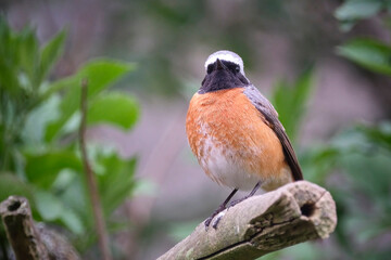 Gartenrotschwanz ( Phoenicurus phoenicurus ).