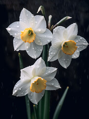 White narcissus isolated on black background