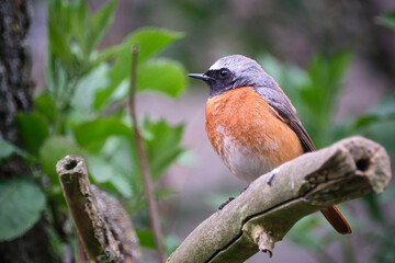 Gartenrotschwanz ( Phoenicurus phoenicurus ).