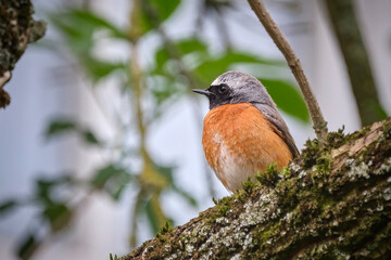 Gartenrotschwanz ( Phoenicurus phoenicurus ).