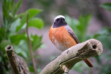 Gartenrotschwanz ( Phoenicurus phoenicurus ).