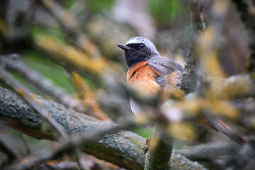 Gartenrotschwanz ( Phoenicurus phoenicurus ).