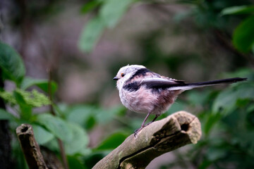 Schwanzmeise ( Aegithalos caudatus ).