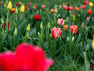 Field of Tulips in Spring