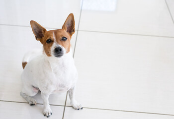 Jack Russell Terrier dog sitting and looking up at owner inside their home - obrazy, fototapety, plakaty