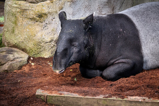 Schabrackentapir / Asiatischer / Malaysischer Tapir ( Tapirus indicus ).