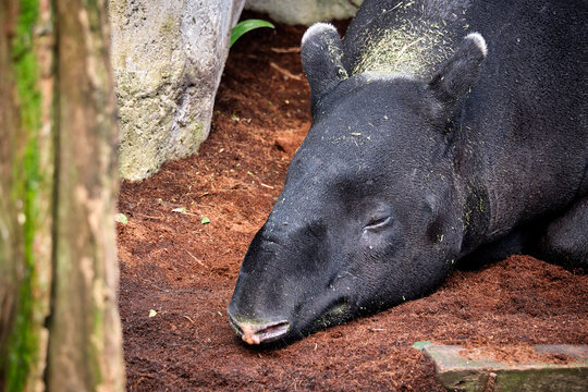 Schabrackentapir / Asiatischer / Malaysischer Tapir ( Tapirus indicus ).
