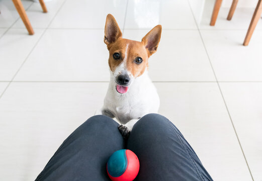 Jack Russell Terrier dog looking at owner, waiting to play with ball inside their home