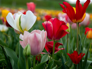 Field of Tulips in Spring